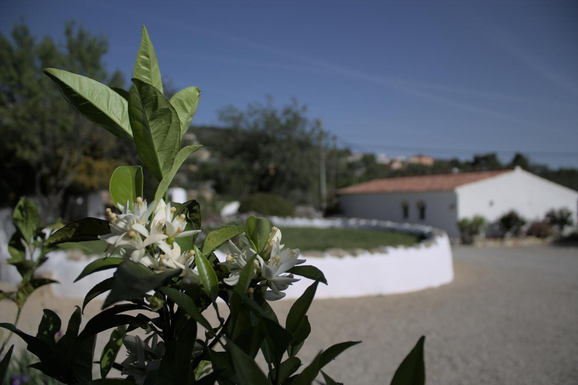 Cosy Farmhouse Quinta Da Eira 140 Years Old Loulé Exteriér fotografie